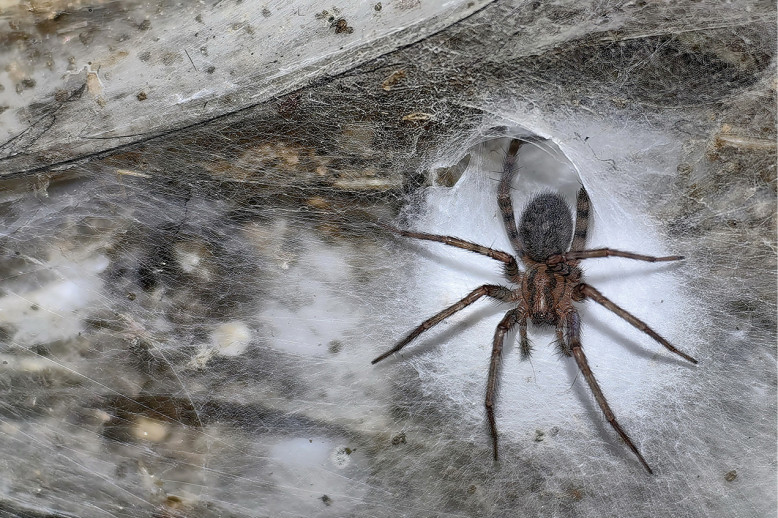 Zastrašujuće i zadivljujuće: 111.000 paukova isplelo najveću mrežu na svetu! (VIDEO)