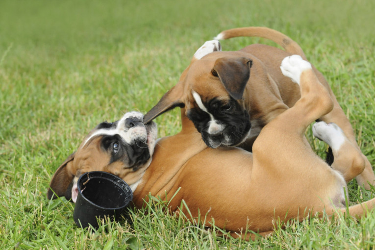 Tražite mirnog psa? Ovo su rase koje više od svega vole da se odmaraju i leškare na kauču