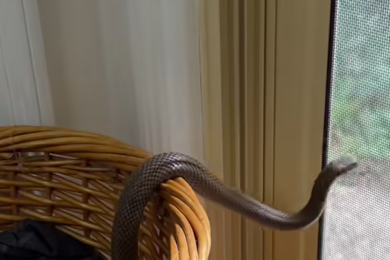 Prizor kao iz košmara: Mislili su da je u korpi za veš mačka, ali nisu ni slutili šta će pronaći (FOTO)