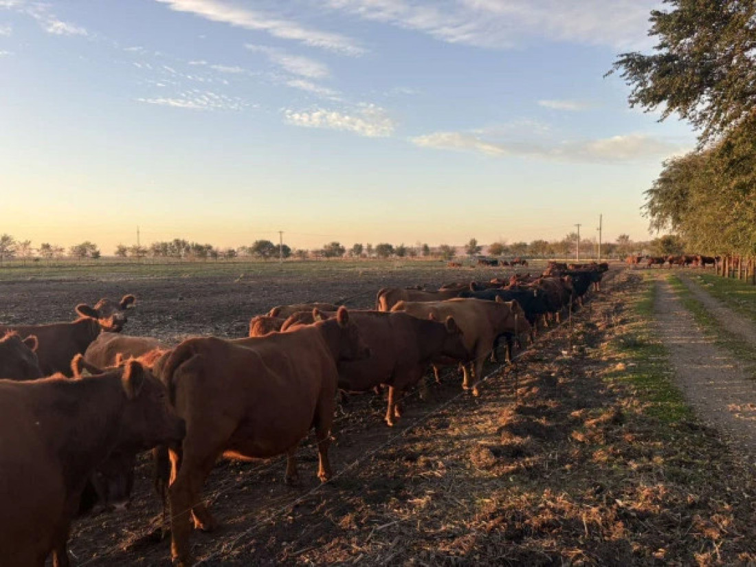 Mladi agronom rešio da živi od zemlje: Sada bere zlato i to dve i po tone po jutru (FOTO)