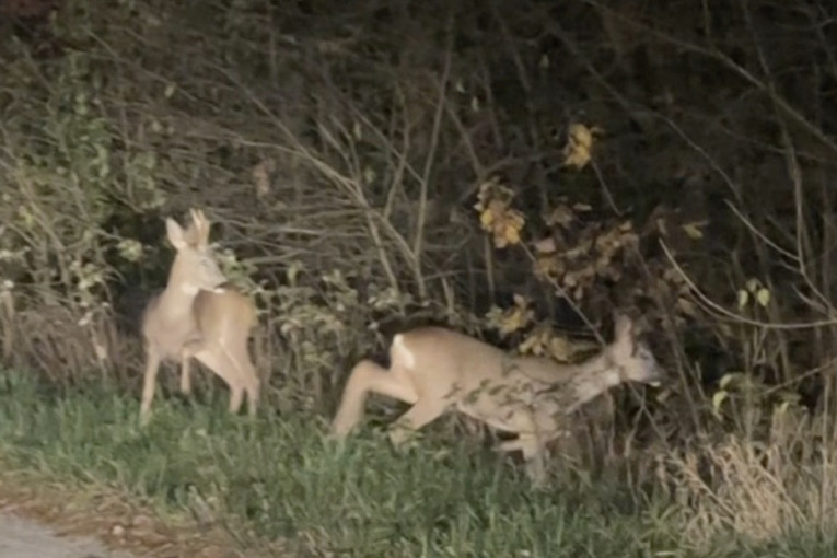 Redak prizor u Koštunićima: Jovan uslikao dve srne pored puta (FOTO)