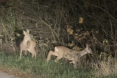 Redak prizor u Koštunićima: Jovan uslikao dve srne pored puta (FOTO)