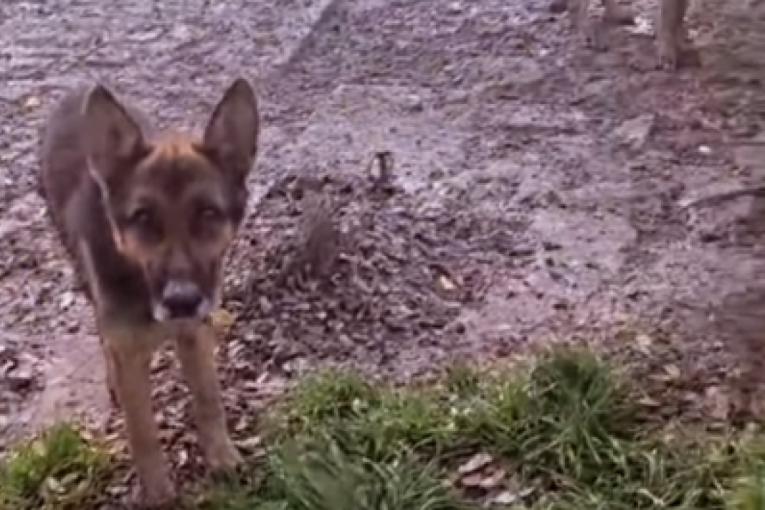 Snimak koji slama srca: Tri nemačka ovčara vezana u blatu i gladna, traži se neko ko će im pružiti zaštitu i dom! (VIDEO)
