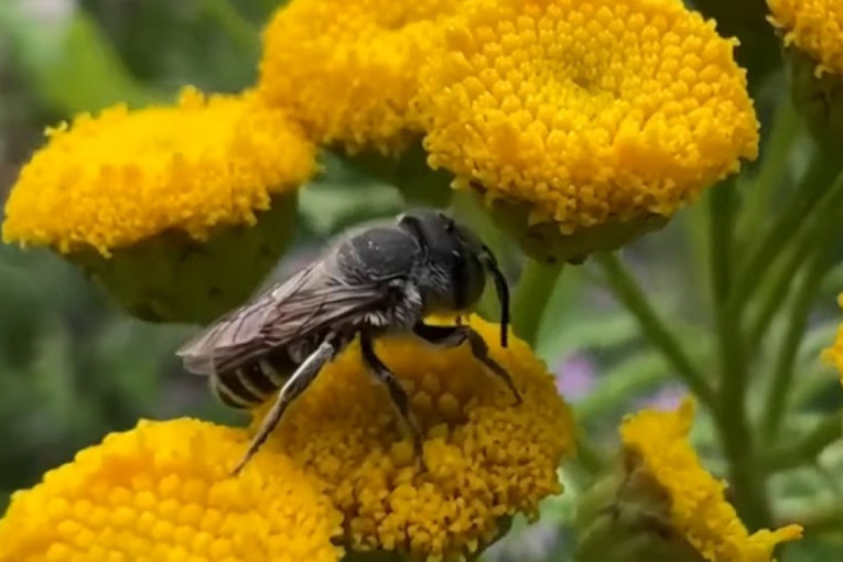 Naučnici su posle skoro 20 godina otkrili novu vrstu pčele i dali joj ime po ovom opakom frajeru iz popularne serije (FOTO)