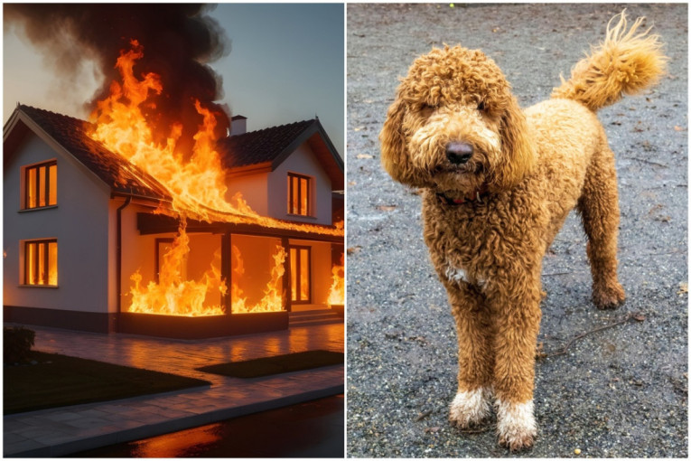Kada se jedan ćuran priključio psima u igri loptom, odmah je postao hit na TikToku (VIDEO)