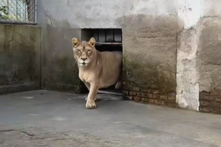 Lav, a kepec! Pogledajte zver sa kratkim nogicama koja je očarala ceo svet! (VIDEO)