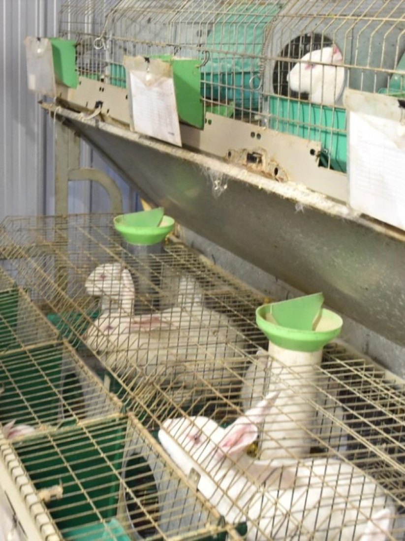 Milan radi samo za elitne klijentelu: Najzdravije meso uskoro i na velikoj farmi kod Rume (FOTO)