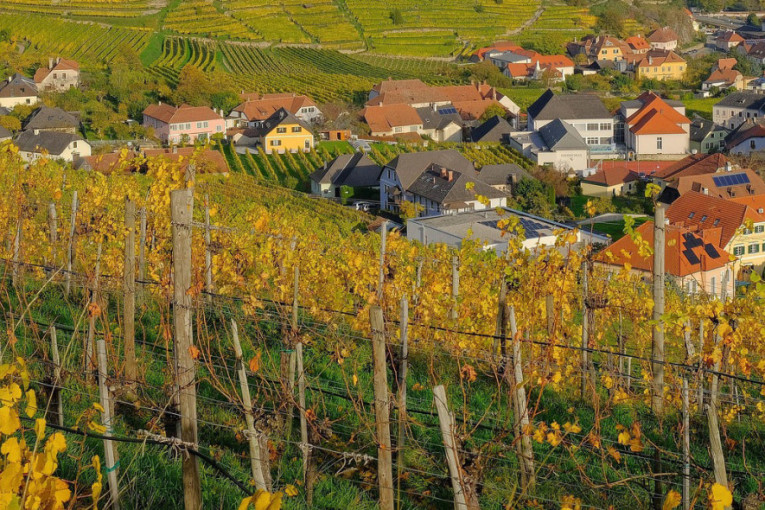 Pas heroj sa Peštera uspešno se oporavlja nakon što je savladao vuka: Ajaz ponovo dane i noći provodi čuvajući svoje stado (FOTO)