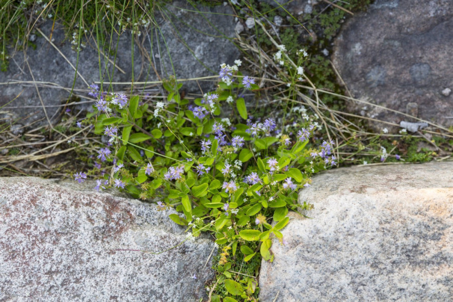 Raste svuda oko nas, a malo ko zna koliko je moćna: Biljka koja čisti krv i jetru, spasava pluća i smanjuje znojenje