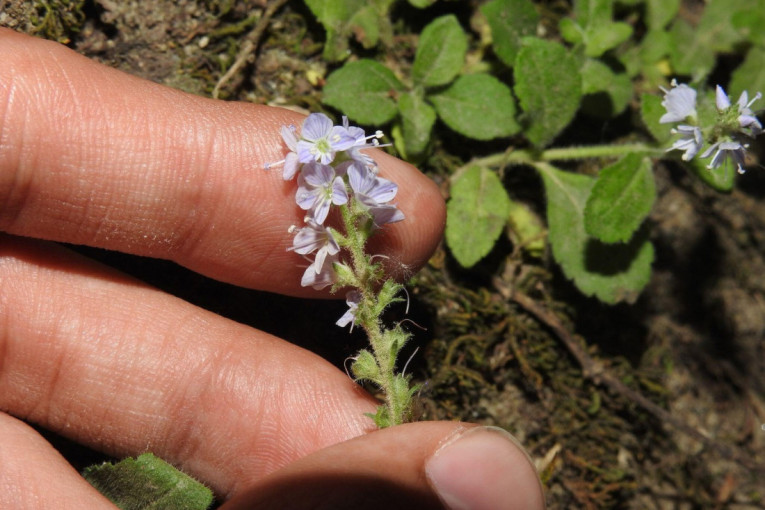 Sezona virusa je u punom jeku: Napravite prirodni sirup od lovora i meda koji smiruje kašalj i jača imunitet