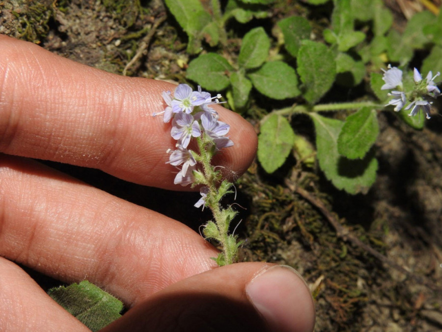 Raste svuda oko nas, a malo ko zna koliko je moćna: Biljka koja čisti krv i jetru, spasava pluća i smanjuje znojenje