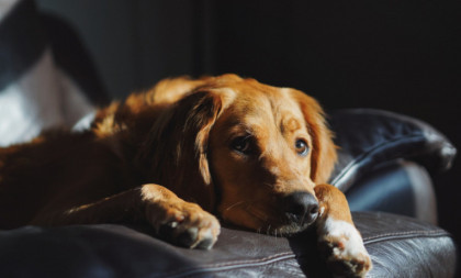 Deluje bezazleno, a može biti opasno: Razlog zbog kog pas gubi svest će vas iznenaditi