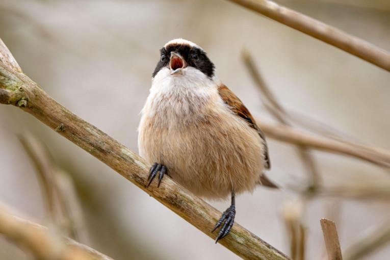 Prirodni alarm koji savršeno radi: Evo zašto ptice počinju sa pevanjem čim se pojave prvi sunčevi zraci