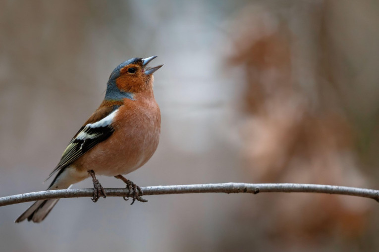 Prirodni alarm koji savršeno radi: Evo zašto ptice počinju sa pevanjem čim se pojave prvi sunčevi zraci