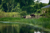 Inovacije koje dišu s prirodom: Povratak života u najlepša vlažna staništa Srbije
