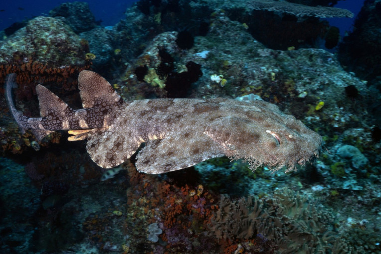 Može da pojede ajkulu za užinu: U mračnim dubinama snimljeno stvorenje koje ledi krv u žilama (VIDEO)