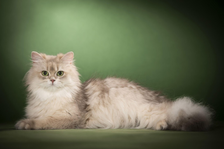 TOP 3 mačke sa najmekšim krznom: Njih ćete želeti da mazite zauvek