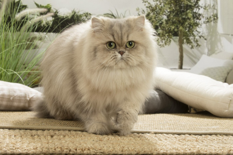 TOP 3 mačke sa najmekšim krznom: Njih ćete želeti da mazite zauvek