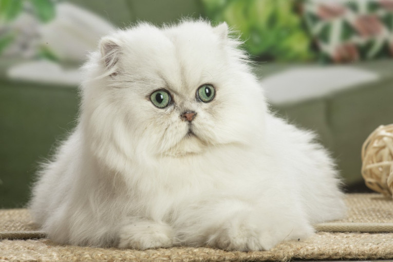 TOP 3 mačke sa najmekšim krznom: Njih ćete želeti da mazite zauvek