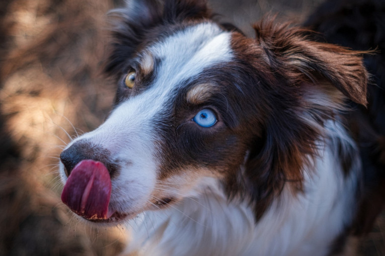 Kako svet izgleda kroz pseće oči? Ovako vaš ljubimac vidi, čuje i doživljava okolinu (VIDEO)