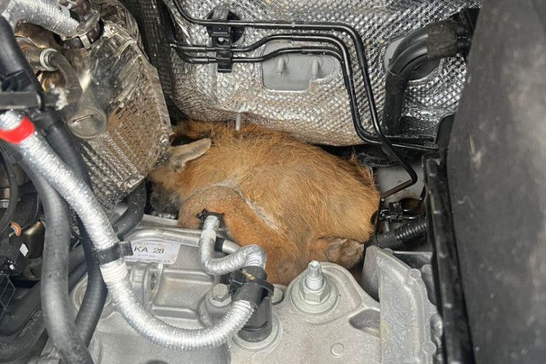 Lampica je zasijala, ali kvara nije bilo: Kada je vozač kombija podigao haubu, nije mogao ni da nasluti šta ga čeka ispod nje (FOTO)