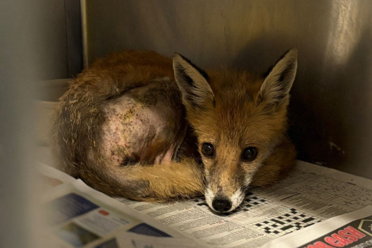 Lampica je zasijala, ali kvara nije bilo: Kada je vozač kombija podigao haubu, nije mogao ni da nasluti šta ga čeka ispod nje (FOTO)