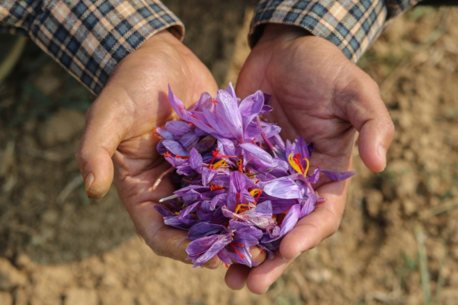 Ovaj začin vredi više od zlata: Cena po gramu će vas šokirati, evo gde se uzgaja u Srbiji!