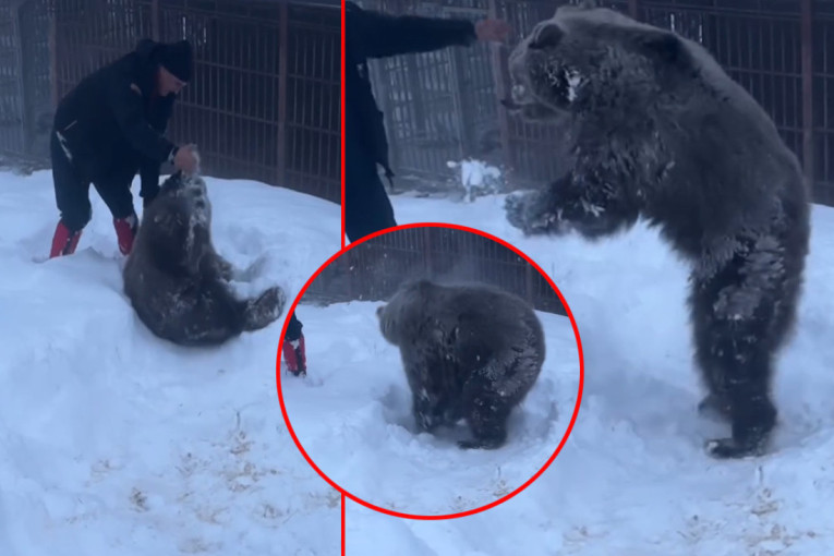 Ljudi su im zamenili majku: Dirljiva priča o dve medvedice iz Doboja