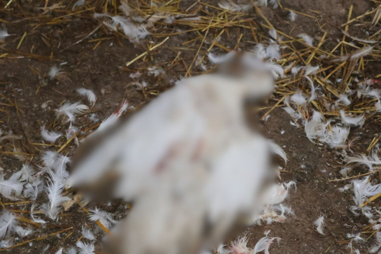 Požar u Novom Sadu: Na licu mesta vatrogasci i ekipa Hitne pomoći