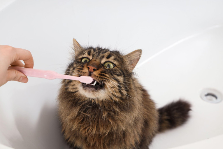 Nije bezazleno: Pazite šta mačka jede, jedna vrsta hrane može da joj ošteti zube