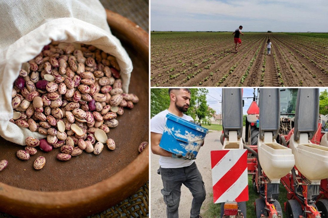 Mladi poljoprivrednik iz Đurđeva pravi neobične namaze! Pakuje mahunarke, a evo kako je razvio posao (FOTO)