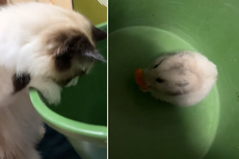 Danima se nije usudila da otvori ventilaciju, a onda je skupila hrabrost i spasila preplašeno stvorenje (VIDEO)