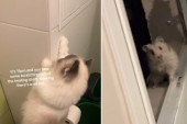 Danima se nije usudila da otvori ventilaciju, a onda je skupila hrabrost i spasila preplašeno stvorenje (VIDEO)