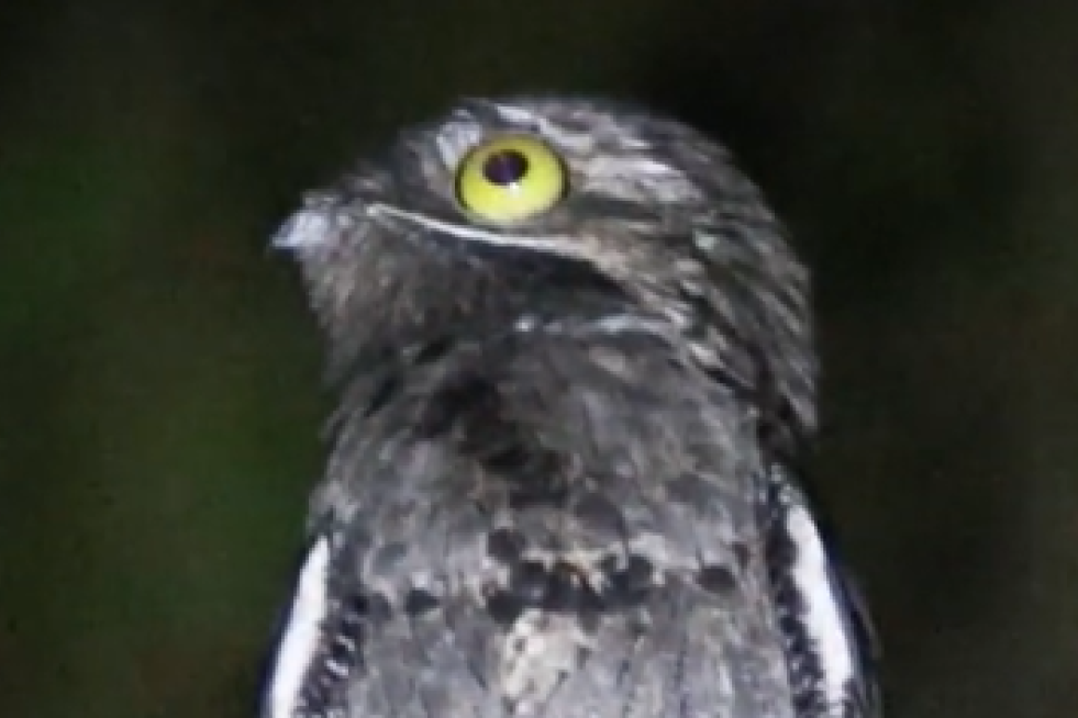 Jeziva ptica od koje se ledi krv u žilama:  Ne biste voleli da je sretnete u mraku (FOTO)