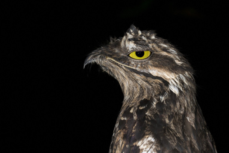 Jeziva ptica od koje se ledi krv u žilama:  Ne biste voleli da je sretnete u mraku (FOTO)