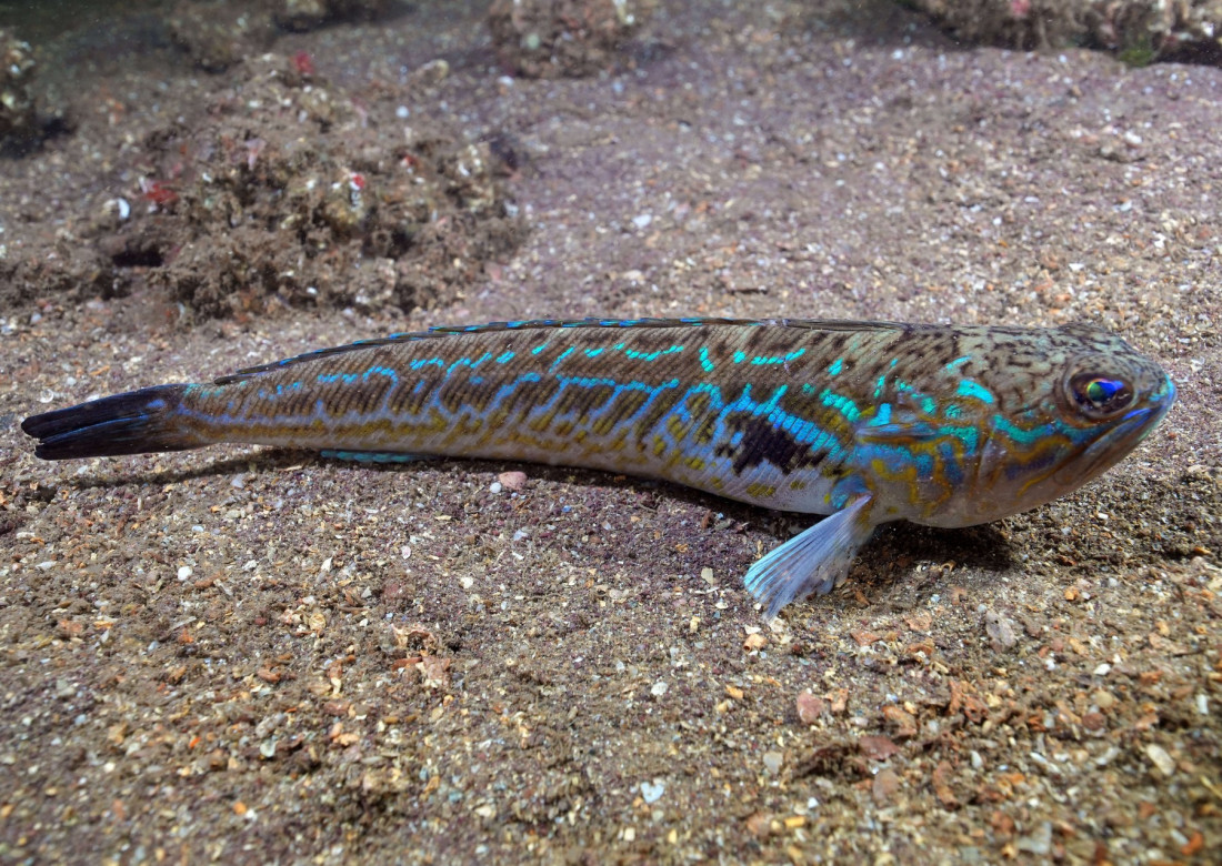 Sakrivena u pesku, napada iznenada: Najotrovnija riba Jadrana pojavila se i u BiH