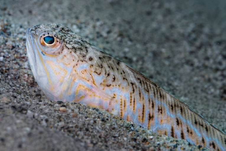 Sakrivena u pesku, napada iznenada: Najotrovnija riba Jadrana pojavila se i u BiH