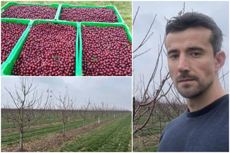 Rodi 15 tona po hektaru! Mladi poljoprivrednik iz Manđelosa otkriva recept uspešnosti (FOTO)