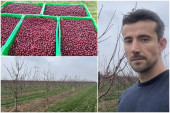 Rodi 15 tona po hektaru! Mladi poljoprivrednik iz Manđelosa otkriva recept uspešnosti (FOTO)