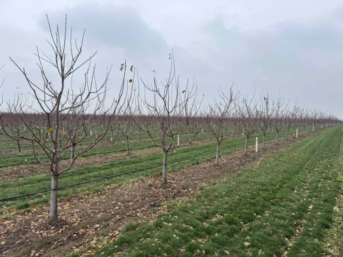 Rodi 15 tona po hektaru! Mladi poljoprivrednik iz Manđelosa otkriva recept uspešnosti (FOTO)