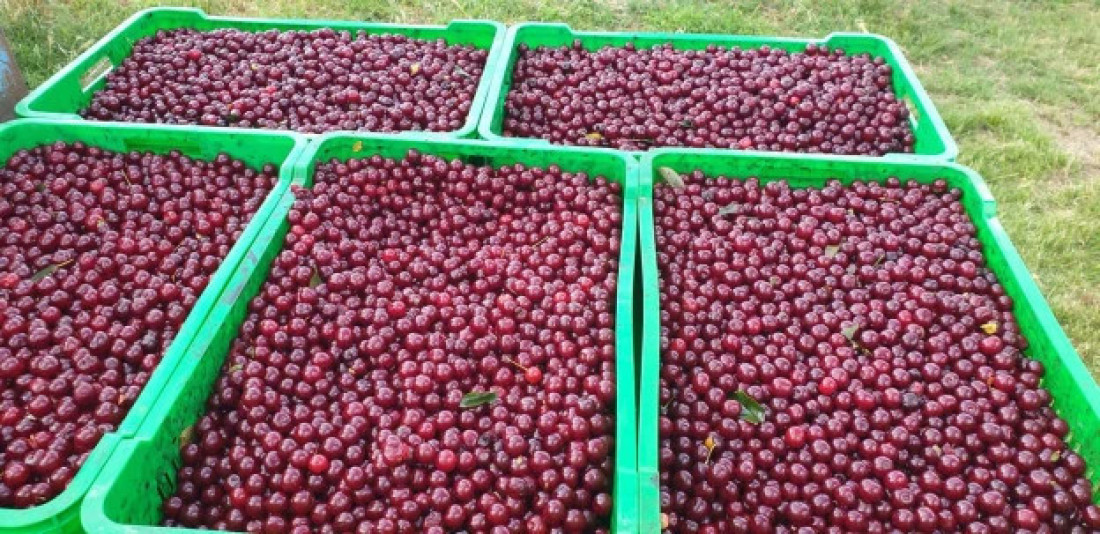 Rodi 15 tona po hektaru! Mladi poljoprivrednik iz Manđelosa otkriva recept uspešnosti (FOTO)