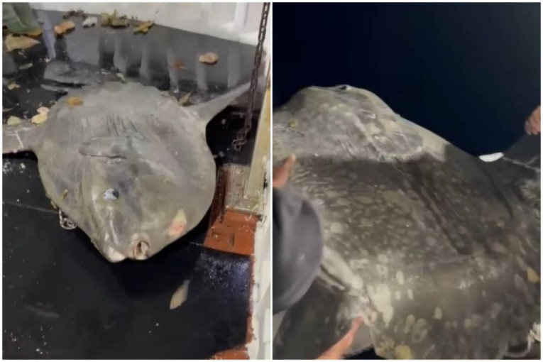 Kakav ulov u Jadranu! Riba od 200 kilograma završila u mreži! Snimak oduševio mnoge (VIDEO)