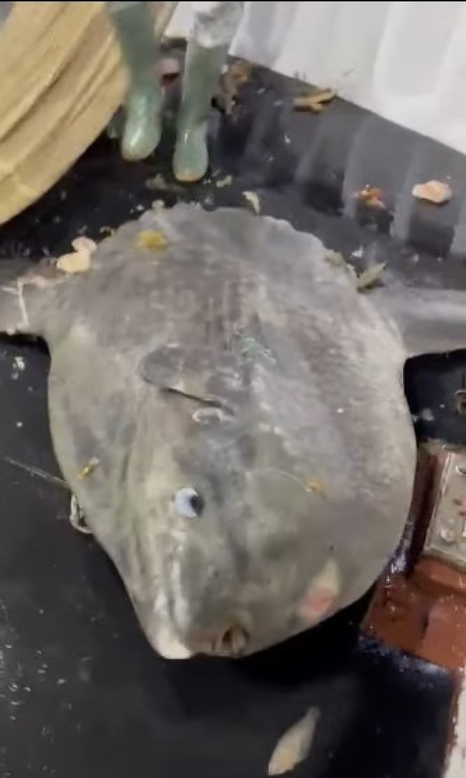 Kakav ulov u Jadranu! Riba od 200 kilograma završila u mreži! Snimak oduševio mnoge (VIDEO)