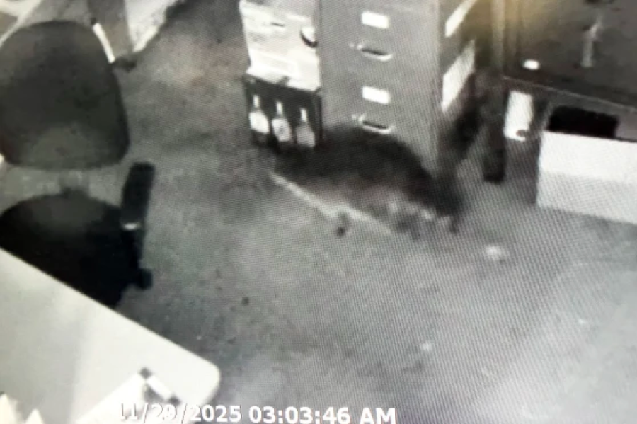 Rakun provalio u prodavnicu alkohola, napio se do besvesti i zaspao u toaletu (FOTO/VIDEO)