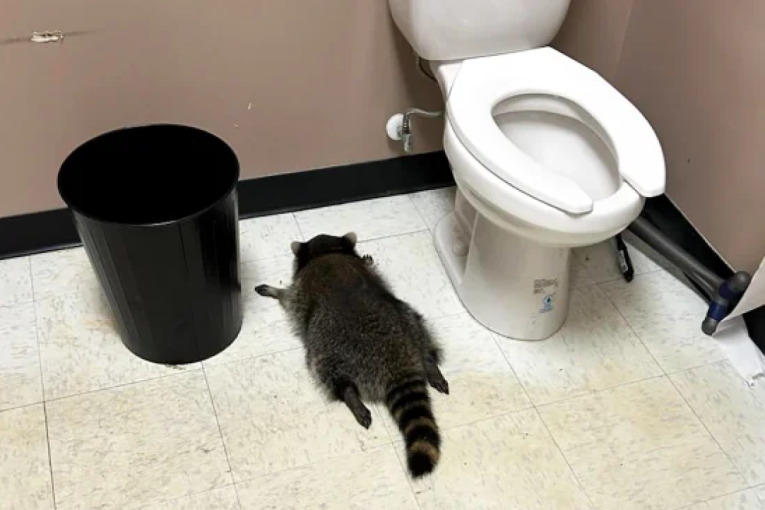 Rakun provalio u prodavnicu alkohola, napio se do besvesti i zaspao u toaletu (FOTO/VIDEO)