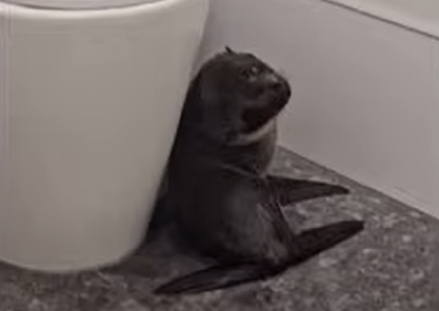 Sezona glupiranja: Mala beba foka postala hit u pivnici (FOTO/VIDEO)