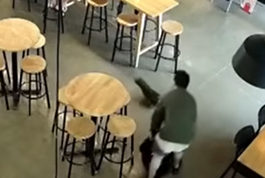 Sezona glupiranja: Mala beba foka postala hit u pivnici (FOTO/VIDEO)