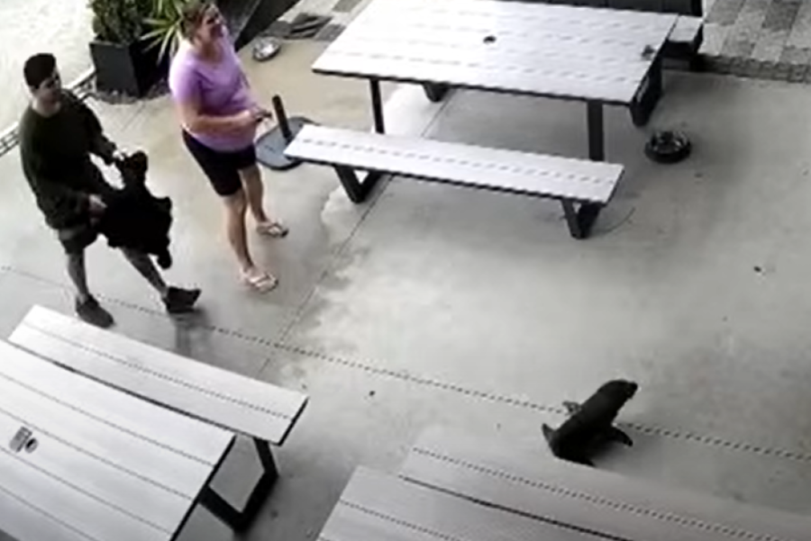 Sezona glupiranja: Mala beba foka postala hit u pivnici (FOTO/VIDEO)