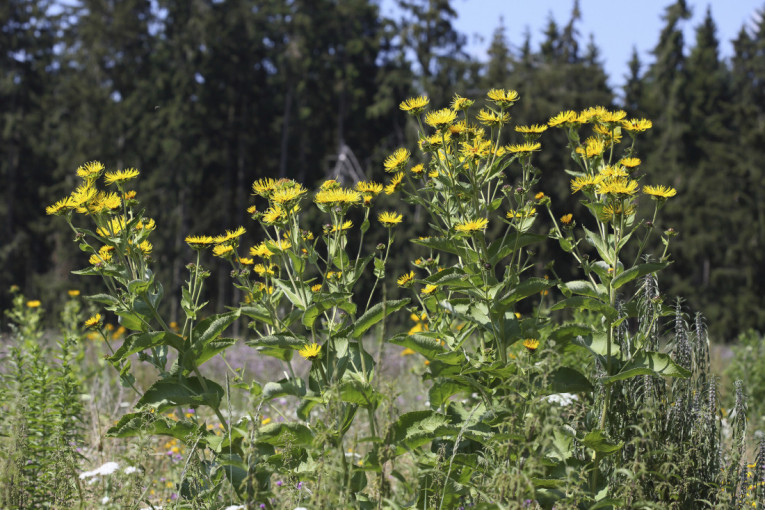 Biljka koja leči i puni džep: Njena proizvodnja donosi i do 1.000 evra!