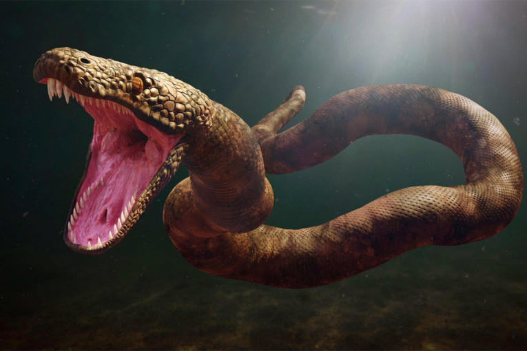 Zemlja je pre 60 miliona godina bila njeno carstvo: Pronađeni fosilni ostaci zmije dugačke 13 metara (FOTO)